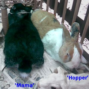 Mama y Hopper